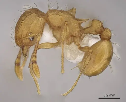 Wasmannia auropunctata - CASENT0922487