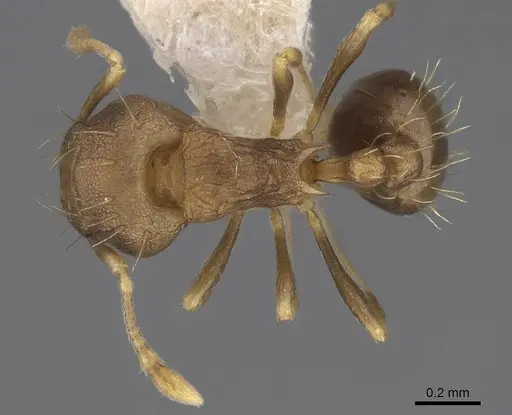 Wasmannia auropunctata - CASENT0922488