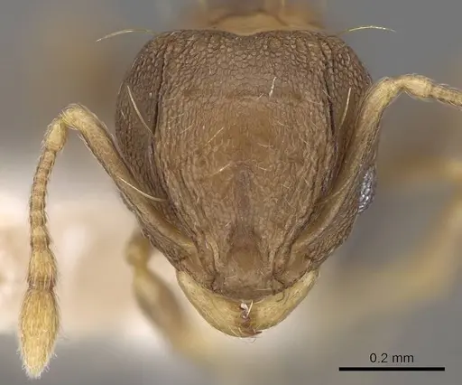 Wasmannia auropunctata - CASENT0922488