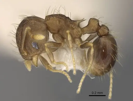 Wasmannia auropunctata - CASENT0922488