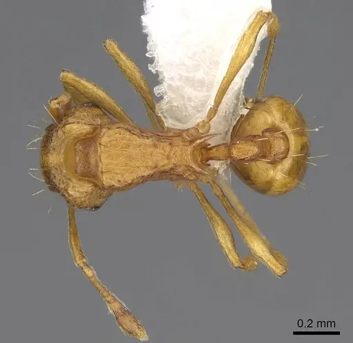 Wasmannia auropunctata - CASENT0922489