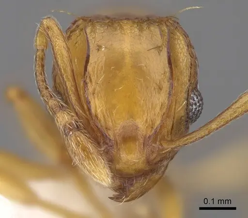 Wasmannia auropunctata - CASENT0922489