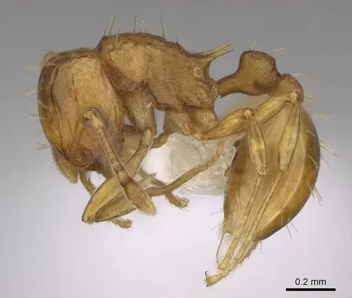 Wasmannia auropunctata - CASENT0922489