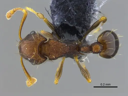 Wasmannia auropunctata - CBUMAGENT41978