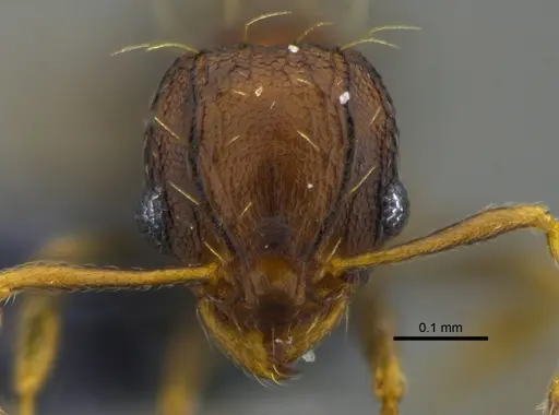 Wasmannia auropunctata - CBUMAGENT41978