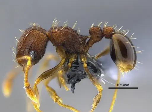 Wasmannia auropunctata - CBUMAGENT41978