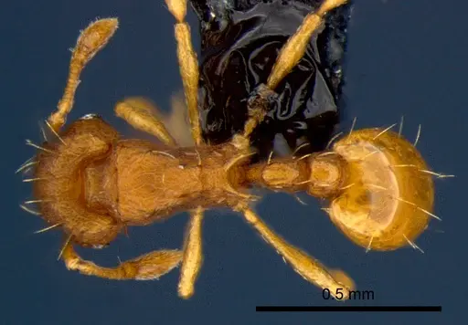 Wasmannia auropunctata - CSIRONC0168