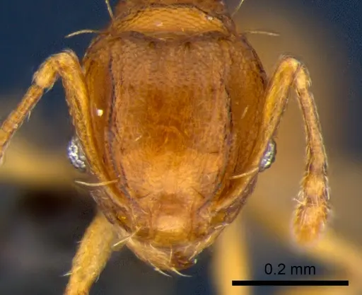 Wasmannia auropunctata - CSIRONC0168