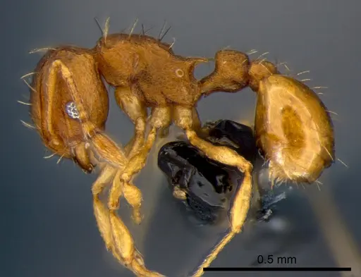 Wasmannia auropunctata - CSIRONC0168