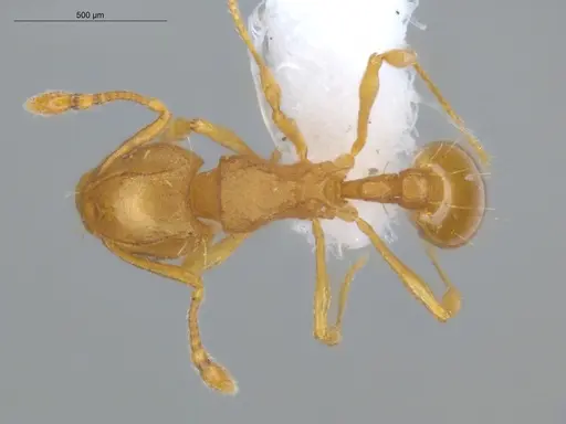 Wasmannia auropunctata - ECOFOG-IT14-1016-34