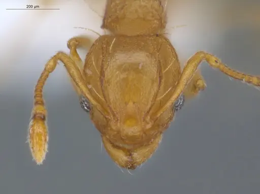 Wasmannia auropunctata - ECOFOG-IT14-1016-34