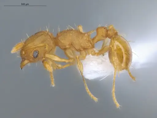 Wasmannia auropunctata - ECOFOG-IT14-1016-34