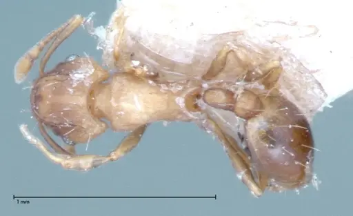 Wasmannia auropunctata - FOCOL0065-1