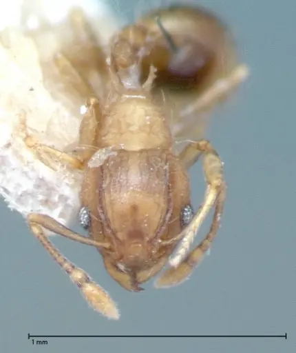 Wasmannia auropunctata - FOCOL0065-1