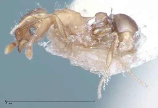 Wasmannia auropunctata - FOCOL0065-1