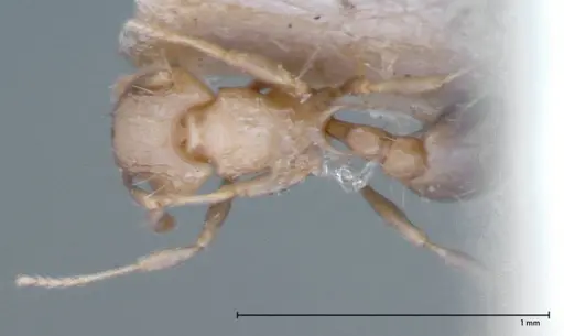 Wasmannia auropunctata - FOCOL0065-2