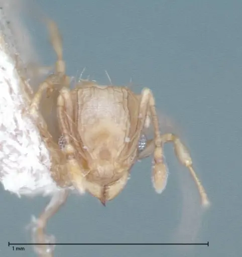 Wasmannia auropunctata - FOCOL0065-2