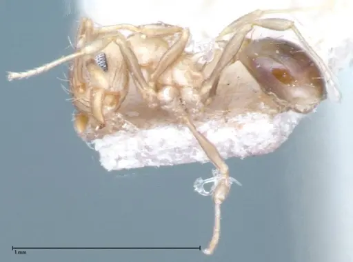 Wasmannia auropunctata - FOCOL0065-2