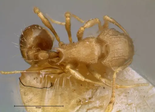 Wasmannia auropunctata - FOCOL0708