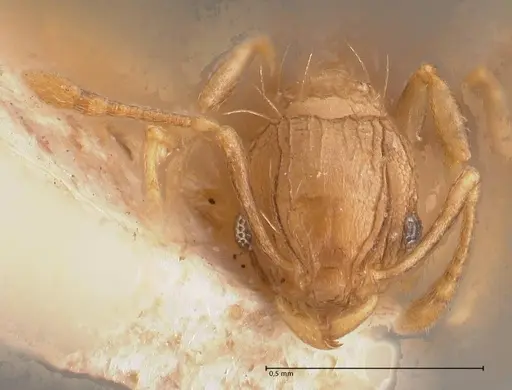 Wasmannia auropunctata - FOCOL0708