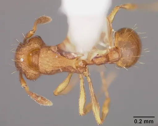 Wasmannia auropunctata - USNMENT00412165