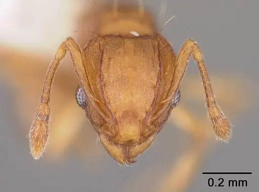 Wasmannia auropunctata - USNMENT00412165