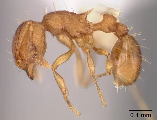 Wasmannia auropunctata - USNMENT00412165