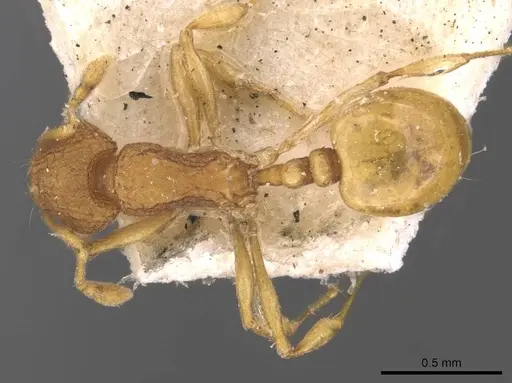 Wasmannia iheringi specimen