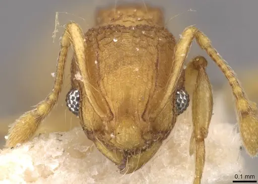 Wasmannia iheringi specimen