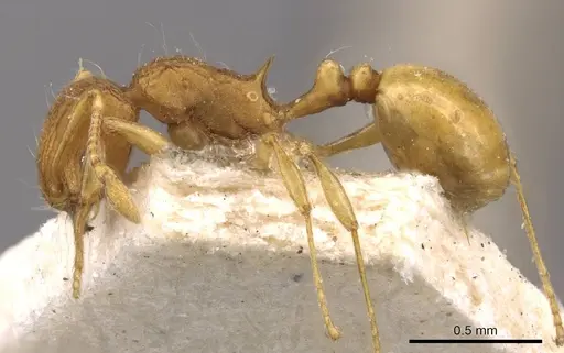 Wasmannia iheringi specimen