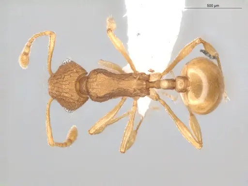 Wasmannia iheringi - ECOFOG-CNI20-0077-07