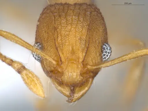 Wasmannia iheringi - ECOFOG-CNI20-0077-07