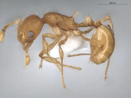 Wasmannia iheringi - ECOFOG-CNI20-0077-07