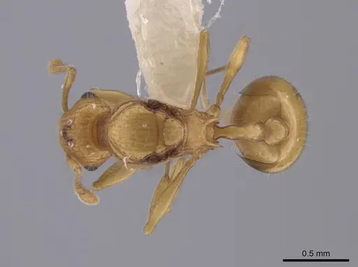 Wasmannia iheringi - INBIOCRI001271987