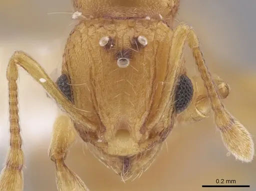 Wasmannia iheringi - INBIOCRI001271987