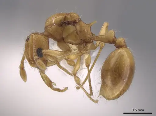 Wasmannia iheringi - INBIOCRI001271987