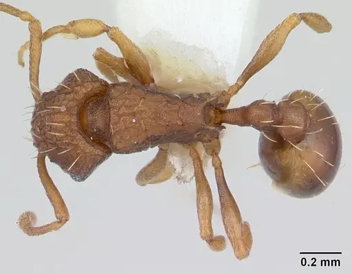 Wasmannia lutzi specimen