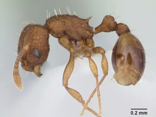 Wasmannia lutzi specimen