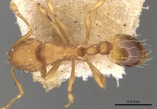 Wasmannia lutzi - CASENT0904875