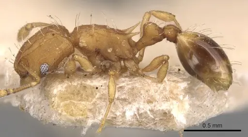 Wasmannia lutzi - CASENT0904875