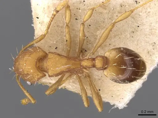 Wasmannia lutzi - CASENT0909215