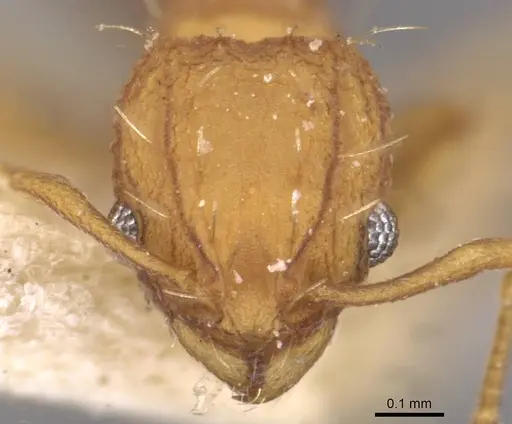 Wasmannia lutzi - CASENT0909215