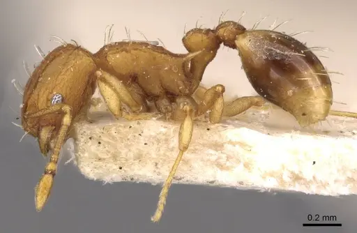 Wasmannia lutzi - CASENT0909215