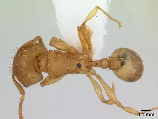 Wasmannia rochai specimen