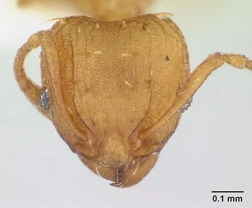 Wasmannia rochai specimen