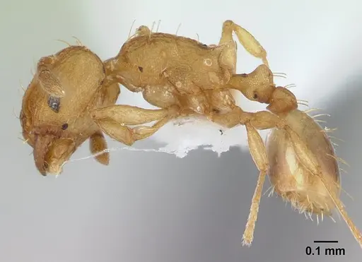 Wasmannia rochai specimen