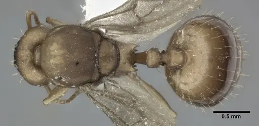 Wasmannia rochai - CASENT0246162