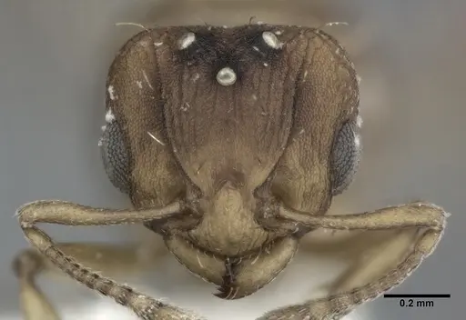 Wasmannia rochai - CASENT0246162