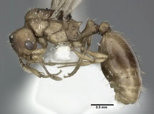 Wasmannia rochai - CASENT0246162