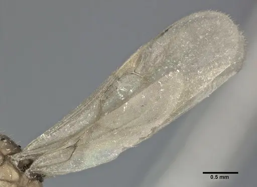 Wasmannia rochai - CASENT0246162